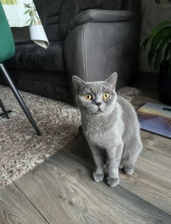 BKH Kitten