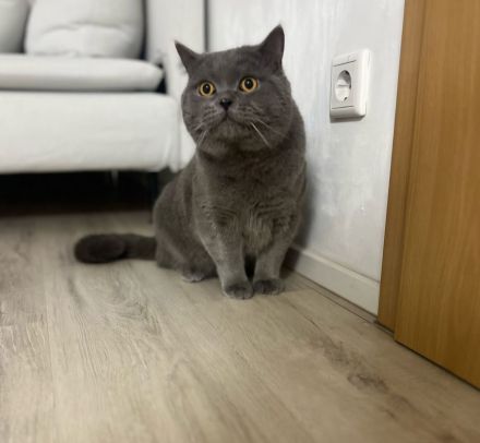 BKH Kitten