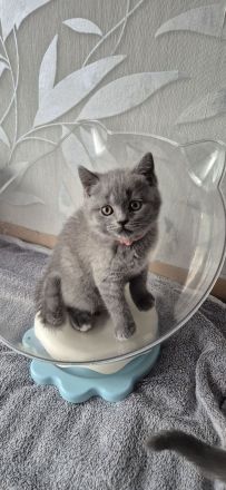 BKH Kitten