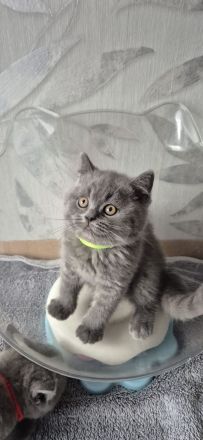BKH Kitten