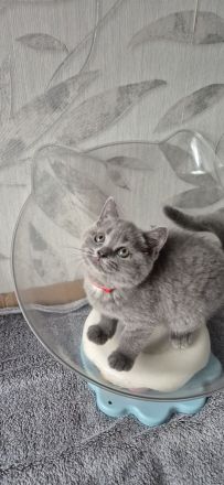 BKH Kitten