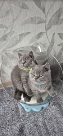 BKH Kitten