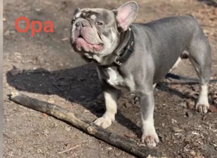 Sportliche Französische Bulldoggen Welpen mit Ahnentafel (freiatmend, NEBKC)
