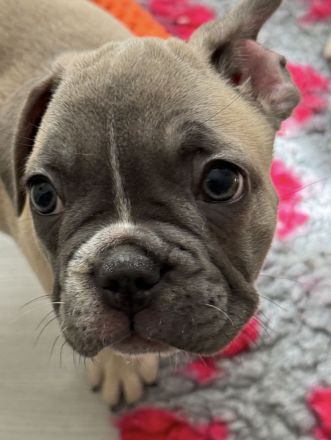 Sportliche Französische Bulldoggen Welpen mit Ahnentafel (freiatmend, NEBKC)