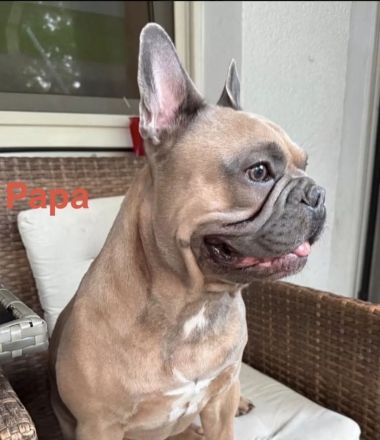 Sportliche Französische Bulldoggen Welpen mit Ahnentafel (freiatmend, NEBKC)