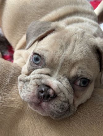 Sportliche Französische Bulldoggen Welpen mit Ahnentafel (freiatmend, NEBKC)