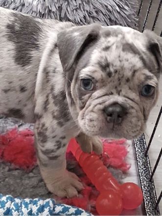 Sportliche Französische Bulldoggen Welpen mit Ahnentafel (freiatmend, NEBKC)