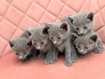 Reinrassige Russisch Blau Kitten