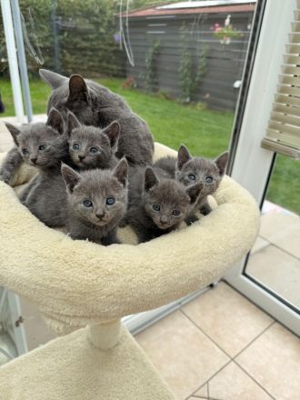 Reinrassige Russisch Blau Kitten