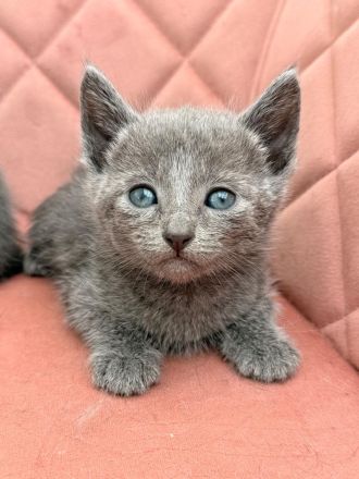 Reinrassige Russisch Blau Kitten