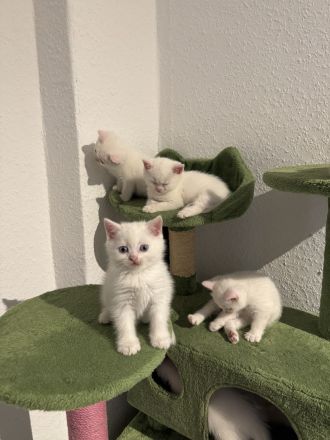 3 weiße BKH-Kitten suchen ein liebevolles Zuhause!