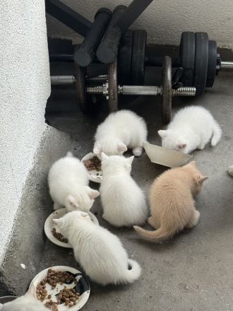 3 weiße BKH-Kitten suchen ein liebevolles Zuhause!