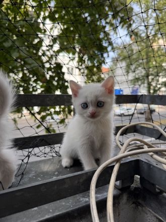 3 weiße BKH-Kitten suchen ein liebevolles Zuhause!
