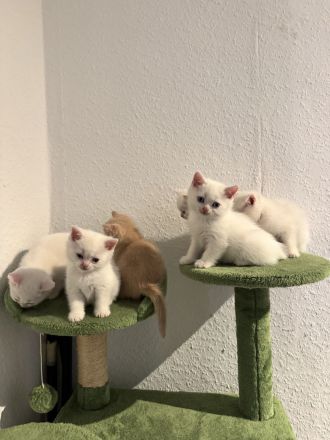 3 weiße BKH-Kitten suchen ein liebevolles Zuhause!