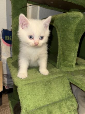 2 weiße BKH-Kitten suchen ein liebevolles Zuhause!