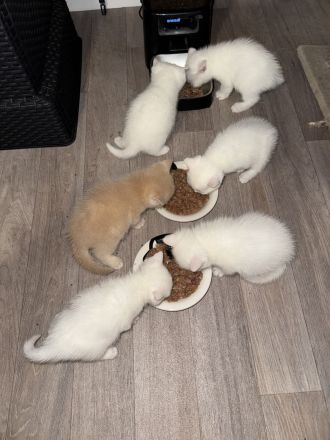 6 schöne süße BKH
