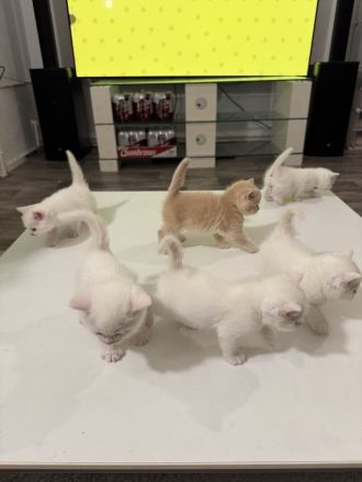 6 schöne süße BKH