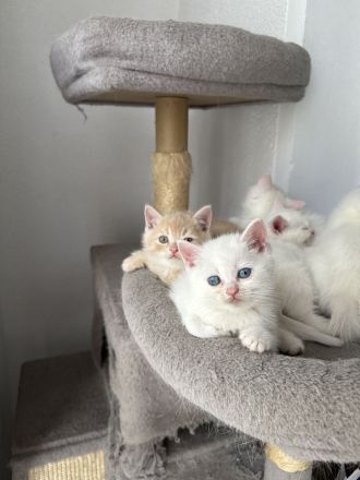 3 weiße BKH-Kitten suchen ein liebevolles Zuhause!