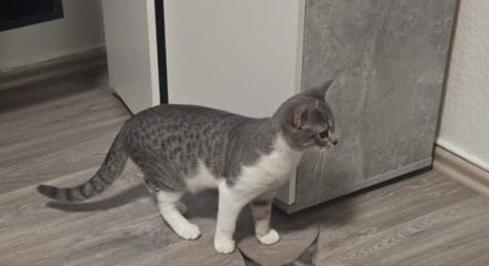 Baby katze