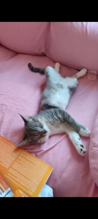 Baby katze