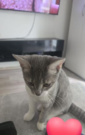 Baby katze