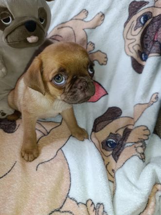 Retro/ Altdeutscher Mops Welpe Schoko Fawn abzugeben