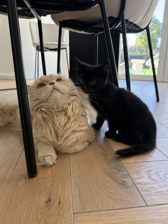 Kitten Katze Katzer EKH BLH Mix