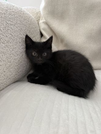 Kitten Katze Katzer EKH BLH Mix