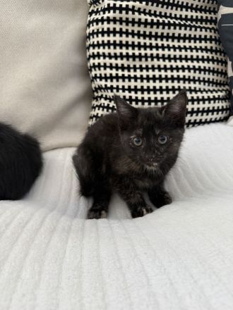 Kitten Katze Katzer EKH BLH Mix