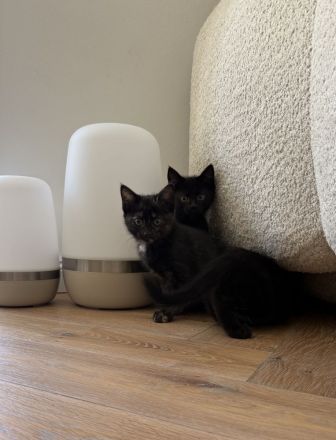 Kitten Katze Katzer EKH BLH Mix
