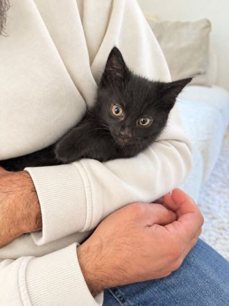 Kitten Katze Katzer EKH BLH Mix