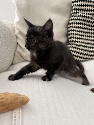 Kitten Katze Katzer EKH BLH Mix