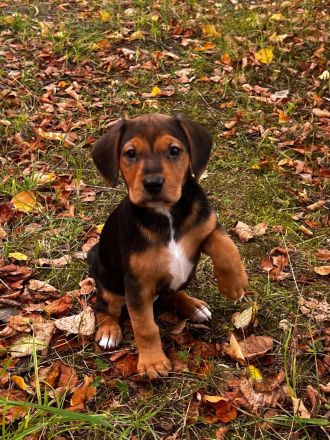 🐾 Liebevolle Beagle-Pinscher-Mix-Hündin Josy sucht ihr Zuhause ❤️