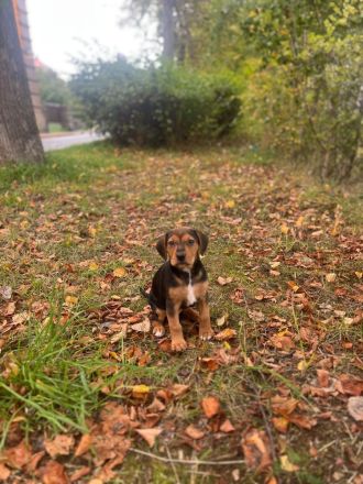 🐾 Liebevolle Beagle-Pinscher-Mix-Hündin Josy sucht ihr Zuhause ❤️