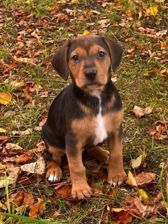 🐾 Liebevolle Beagle-Pinscher-Mix-Hündin Josy sucht ihr Zuhause ❤️