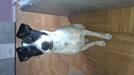 Jack Russel Rüde