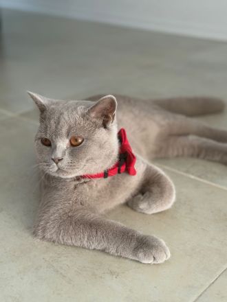 Liebevoller BKH Kater in Lilac sucht ein artgerechtes Zuhause