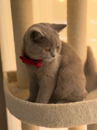 Liebevoller BKH Kater in Lilac sucht ein artgerechtes Zuhause