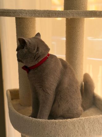 Liebevoller BKH Kater in Lilac sucht ein artgerechtes Zuhause