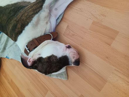 Reinrassige American staffordshire terrier Welpen zu verkaufen