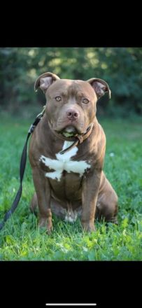Reinrassige American staffordshire terrier Welpen zu verkaufen