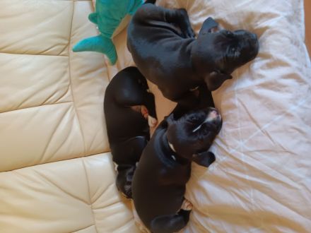 Reinrassige American staffordshire terrier Welpen zu verkaufen