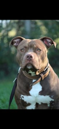 Reinrassige American staffordshire terrier Welpen zu verkaufen