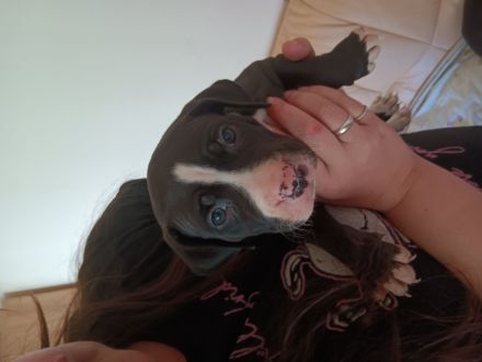 Reinrassige American staffordshire terrier Welpen zu verkaufen