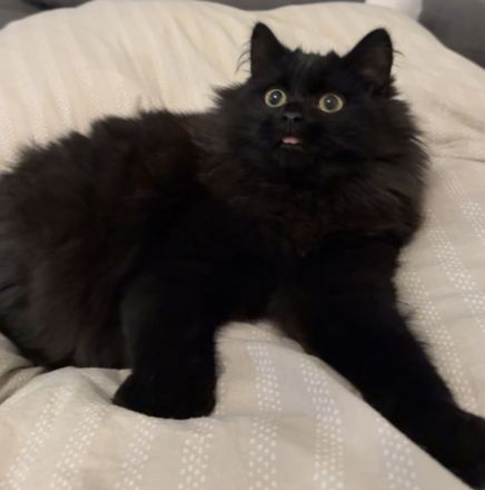 2 Kater abzugeben