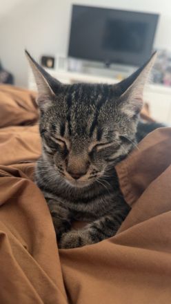 2 Kater abzugeben