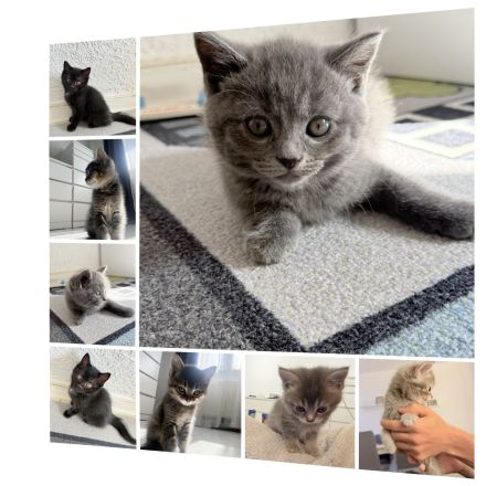 🐾 Süße BKH-Mix Kitten suchen ein liebevolles Zuhause 🐾