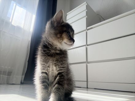 🐾 Süße BKH-Mix Kitten suchen ein liebevolles Zuhause 🐾