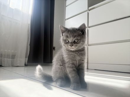 🐾 Süße BKH-Mix Kitten suchen ein liebevolles Zuhause 🐾