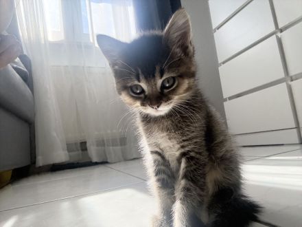 🐾 Süße BKH-Mix Kitten suchen ein liebevolles Zuhause 🐾